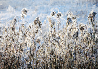 Grass in winter.