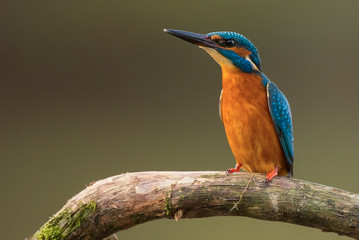 Kingfisher sitting on branch