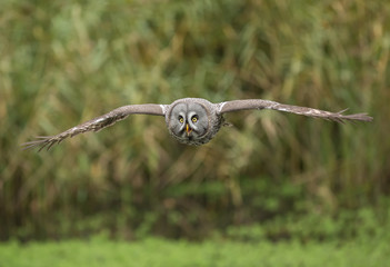 Flying owl