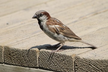 sparrow