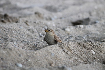 sparrow 