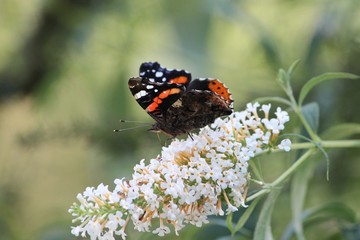 red admiral butterfly