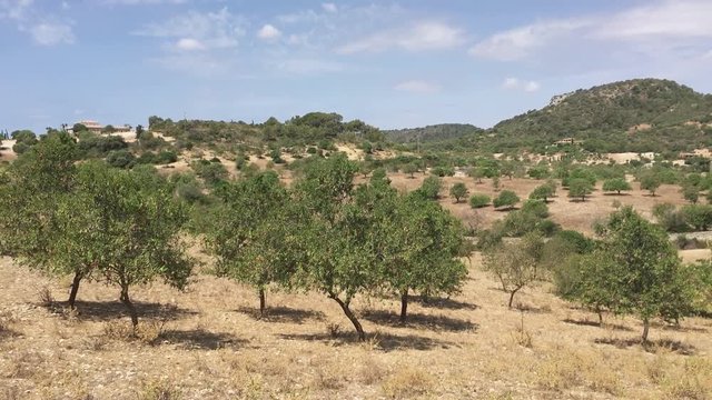 Majorca, mediterranean Landscape, Schwenk &uuml;ber mediterrane Landschaft mit Mandel- und Olivenb&auml;umen im Sommer