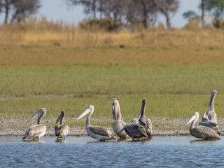 Pink-backed (pinkbacked) pelican (Pelecanus rufescens) on the edge of a waterhole. Okavango Delta. Botswana