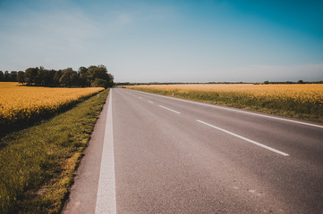 Fototapeta premium empty asfalt road and fields of flowers. natural background. vintage picture