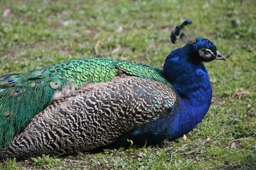 Fototapeta premium Peacock feather