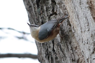 bird