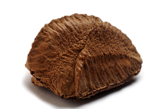Bertholletia excelsa Noce del Brasile Juvie ztepil&aacute; Noce amazzonica Paranussbaum Paradi&oacute; Noyer du Br&eacute;sil ブラジルナッツ 巴西堅果 Бразильский орех Orzesznica wyniosła Dẻ Brazil 브라질너트 جوز برازيلي 
