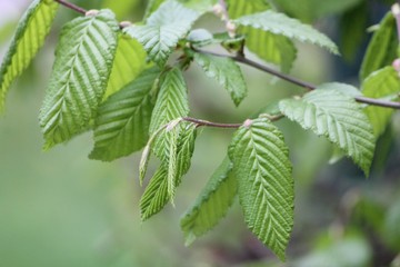 leaves