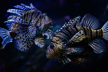 Two lion fish close up in aquarium - 128915711