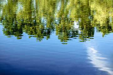 Forest trees reflected in water of pond in summer time, a lot of space for text, copyspace - 128916146