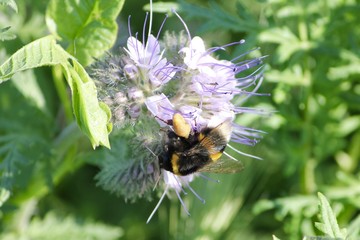 bumblebee