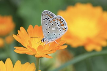 butterfly and flower