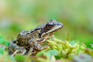 Grass frog