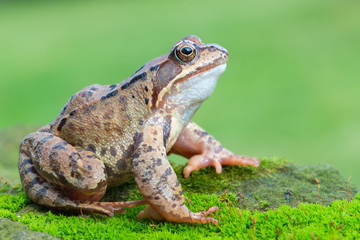 Grass frog