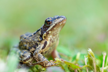 Grass frog