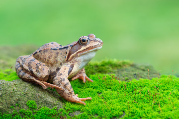 Grass frog