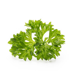 Parsley herb isolated on white background.