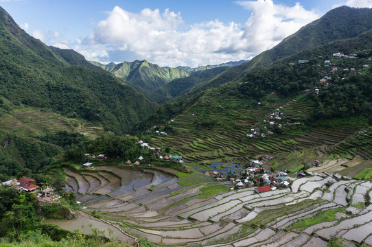 Rizi&egrave;res en terrasse de Batad, Philippines