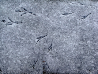 Background winter pattern of animal tracks in snow. Cat and birds.