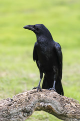 Raben, corvus corax