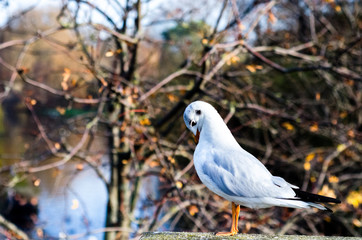 White sea gull in a park