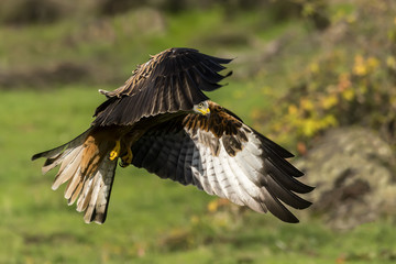 Obraz premium red kite, milvus milvus