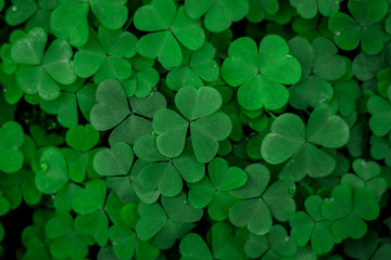 shamrocks