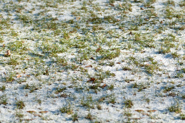 snow on the grass background