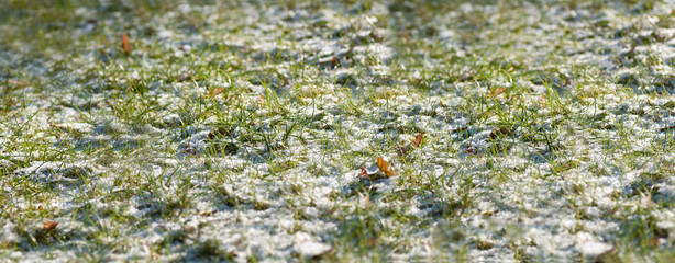 snow on the grass background