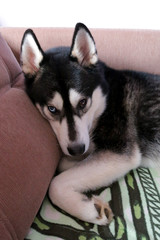 Husky dog cute sleeping on the bed