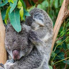 Koala Pair 2