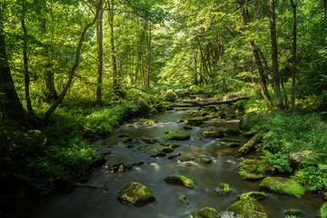 Fototapeta na wymiar River Long Exposure Forest Wood Tree Trees Water 