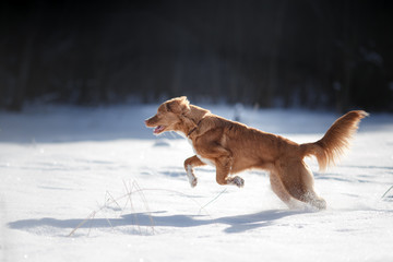 active dog running playing outdoors in winter