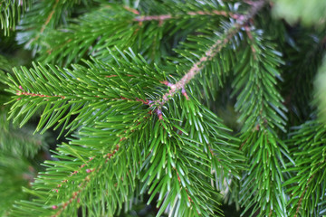 Fir tree branch a few days before Christmas
