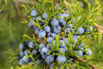Juniper Berries