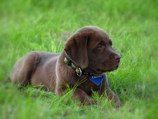 
young labrador retriever puppy