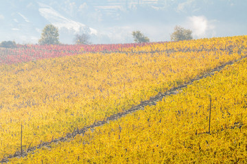 Chianti vineyard landscape in autumn, Tuscany, Italy