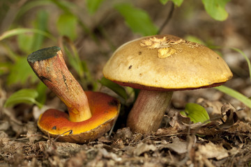 Boletus subvelutipes