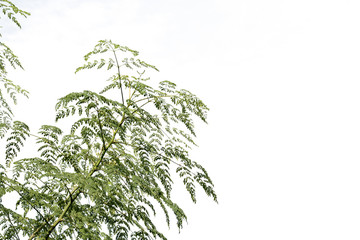 group of green leaf and sky,cloud and blue sky,green leaf from garden,green leaf make oxygen,copy space.