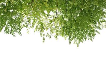 group of green leaf and sky,cloud and blue sky,green leaf from garden,green leaf make oxygen,copy space.