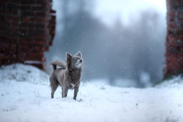 winter landscape, blue chihuahua breed dog on snow