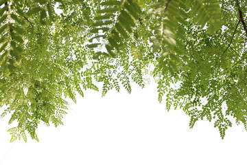 group of green leaf and sky,cloud and blue sky,green leaf from garden,green leaf make oxygen,copy space.