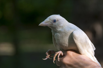 Obraz premium Rare as a white jackdaw