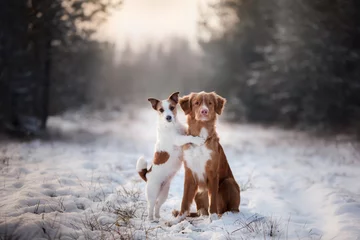Schilderijen op glas twee honden winterstemming, vriendschap en liefde © annaav