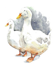 Goose geese walking farm animals pets watercolor painting illustration isolated on white background