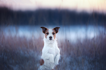 active dog Jack Russell terrier outdoors in winter