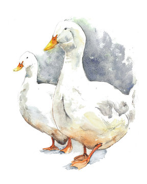 Goose geese walking farm animals pets watercolor painting illustration isolated on white background