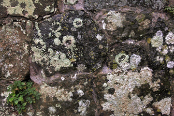 Lichen on old stone