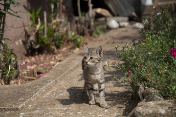 Katze Babykatze grau